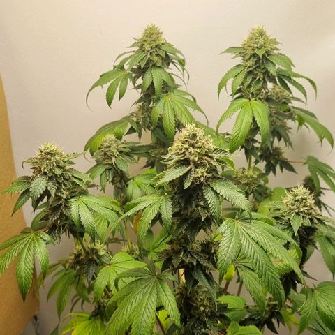 Tropicanna Banana growlog timeline photo