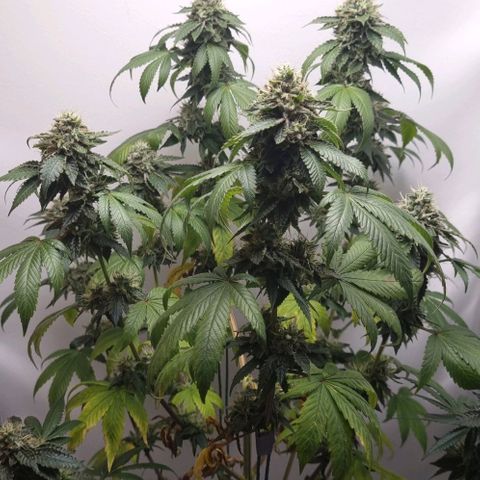 Tropicanna Banana growlog timeline photo