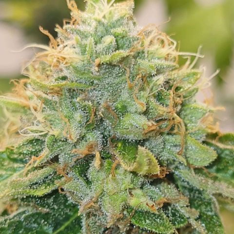 Tropicanna Banana growlog timeline photo