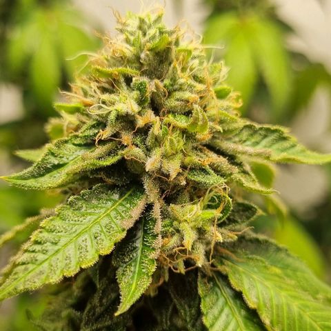 Tropicanna Banana growlog timeline photo