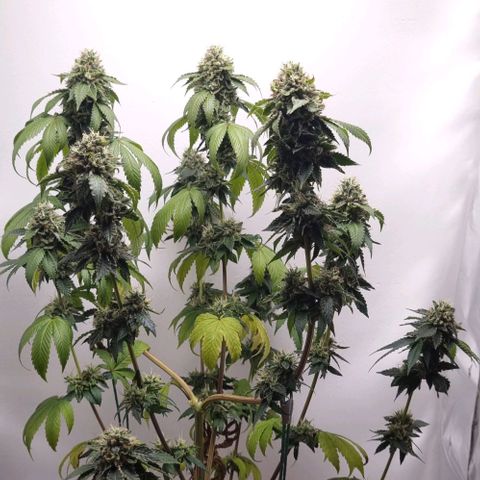 Tropicanna Banana growlog timeline photo