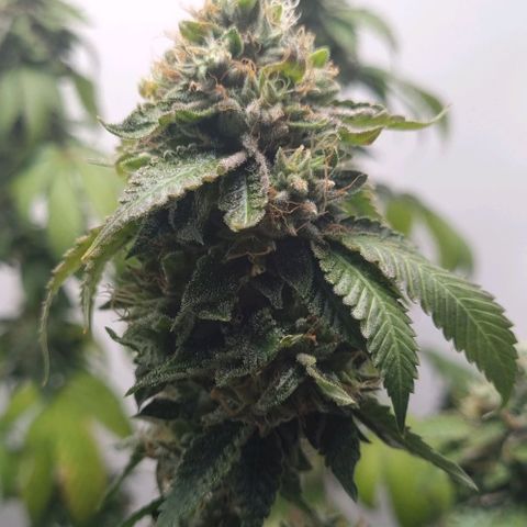 Tropicanna Banana growlog timeline photo