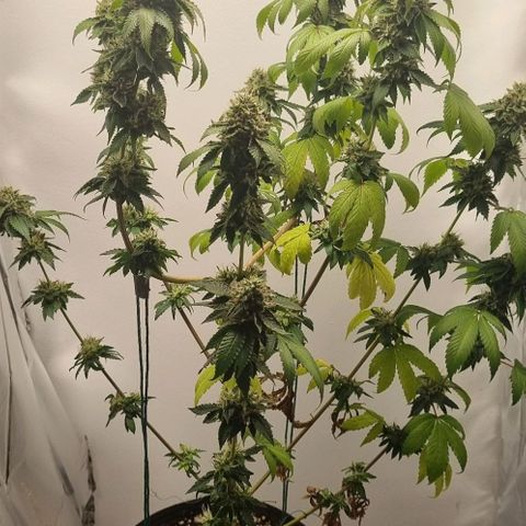 Tropicanna Banana growlog timeline photo