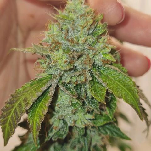 Tropicanna Banana growlog timeline photo