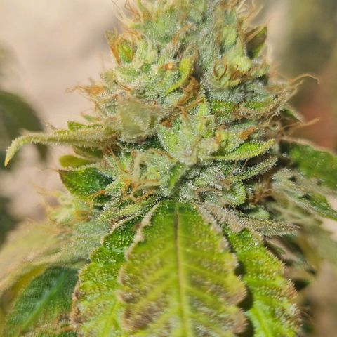 Tropicanna Banana growlog timeline photo