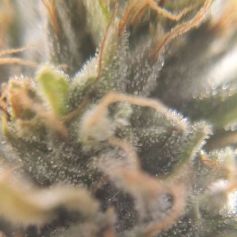 Tropicanna Banana growlog timeline photo