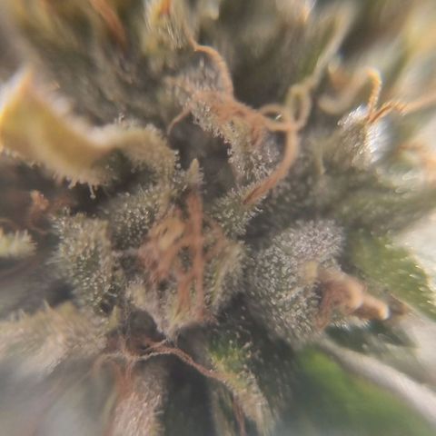 Tropicanna Banana growlog timeline photo