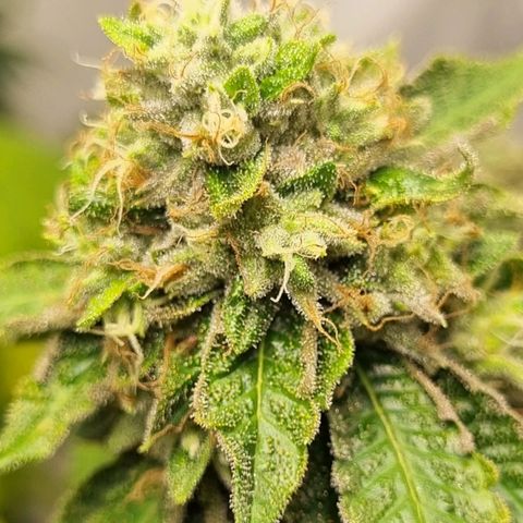 Tropicanna Banana growlog timeline photo