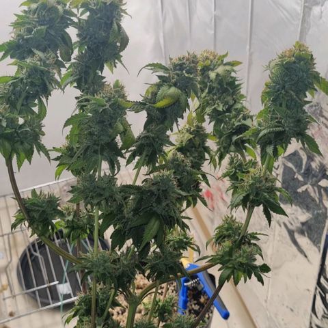 Tropicanna Banana growlog timeline photo