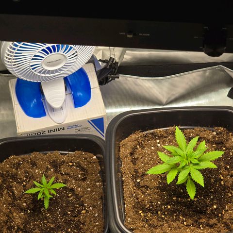 Tropicanna Banana growlog timeline photo