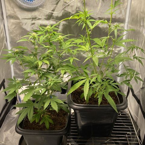 Tropicanna Banana growlog timeline photo