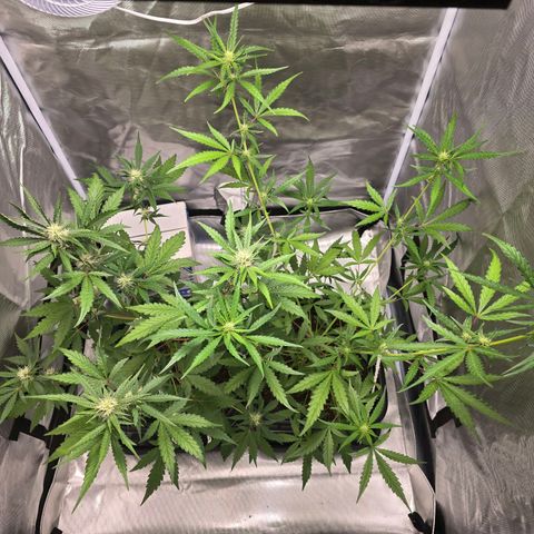 Tropicanna Banana growlog timeline photo