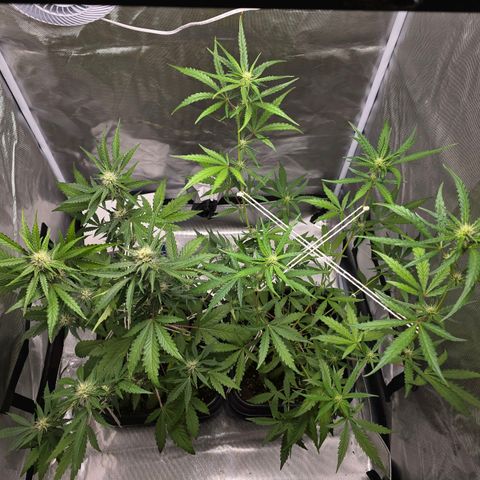 Tropicanna Banana growlog timeline photo