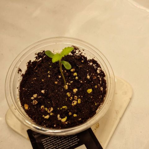 Ztrawberriez Auto growlog timeline photo