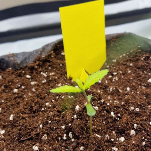 Ztrawberriez Auto growlog timeline photo