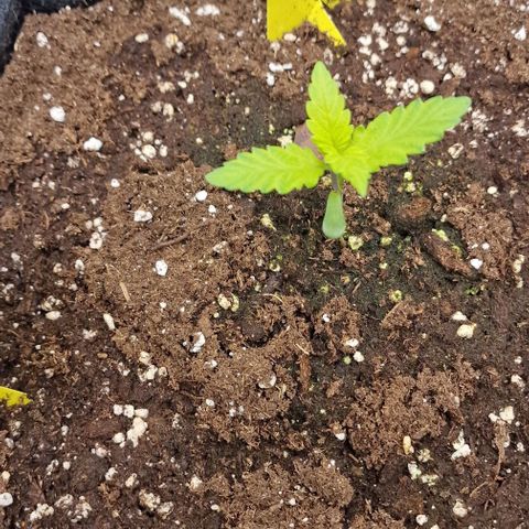 Ztrawberriez Auto growlog timeline photo