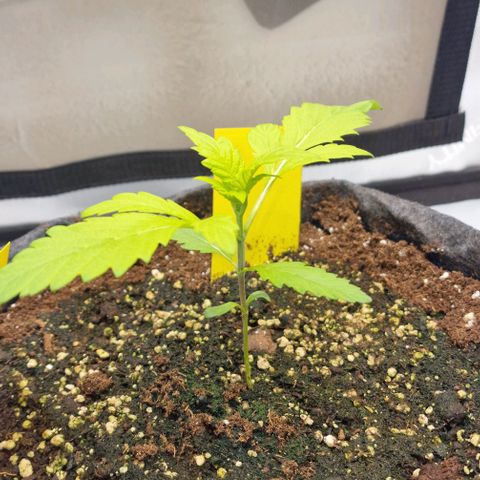 Ztrawberriez Auto growlog timeline photo