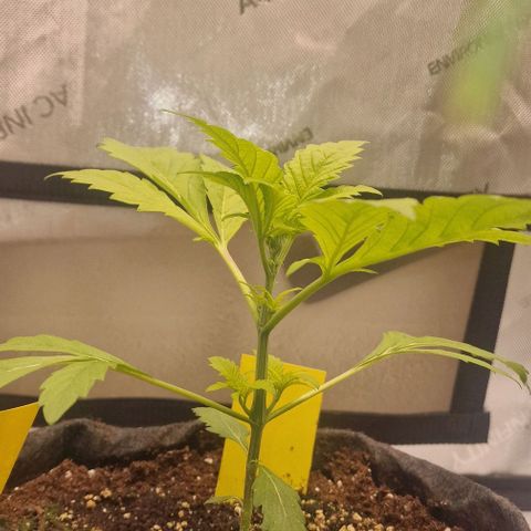 Ztrawberriez Auto growlog timeline photo