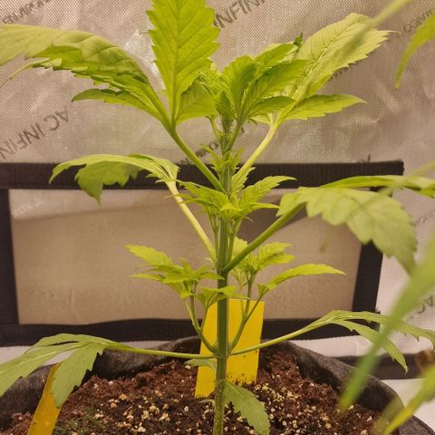 Ztrawberriez Auto growlog timeline photo