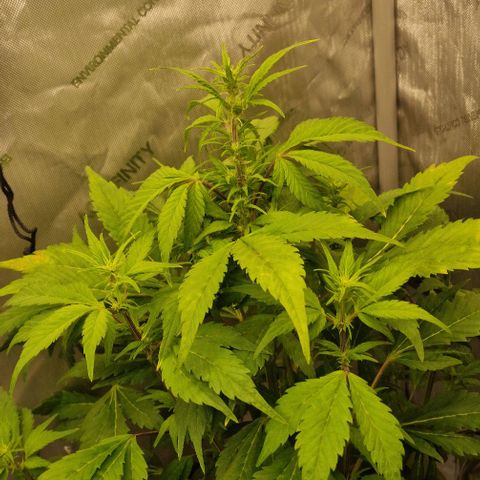 Ztrawberriez Auto growlog timeline photo