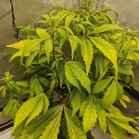 Ztrawberriez Auto growlog timeline photo