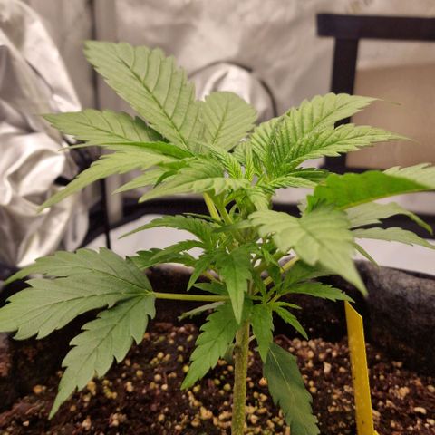 Apple Strudel Auto growlog timeline photo