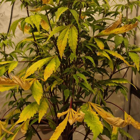 Ztrawberriez Auto growlog timeline photo