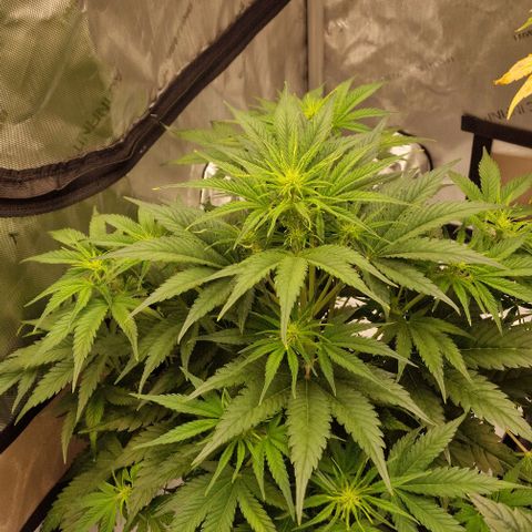 Apple Strudel Auto growlog timeline photo