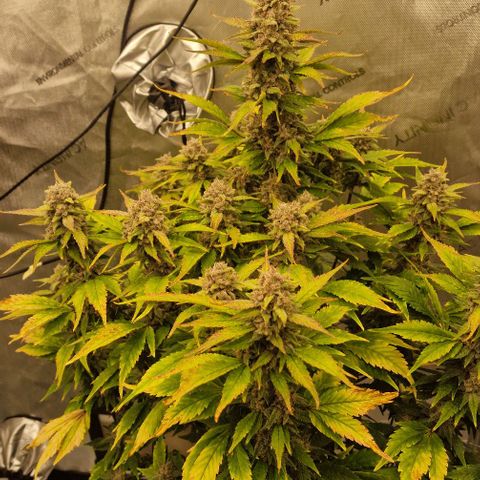 Ztrawberriez Auto growlog timeline photo