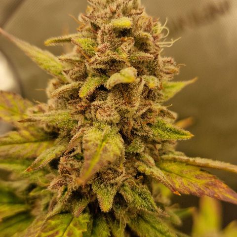 Ztrawberriez Auto growlog timeline photo