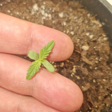 Gmo x strawnana 2 growlog timeline photo