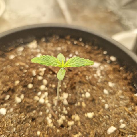 Gmo x strawnana 2 growlog timeline photo