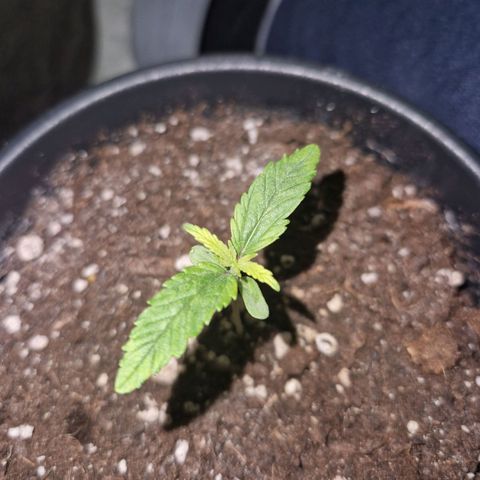 Gmo x strawnana 2 growlog timeline photo