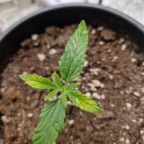 Gmo x strawnana 2 growlog timeline photo