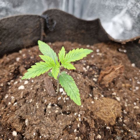 Gmo x strawnana 2 growlog timeline photo