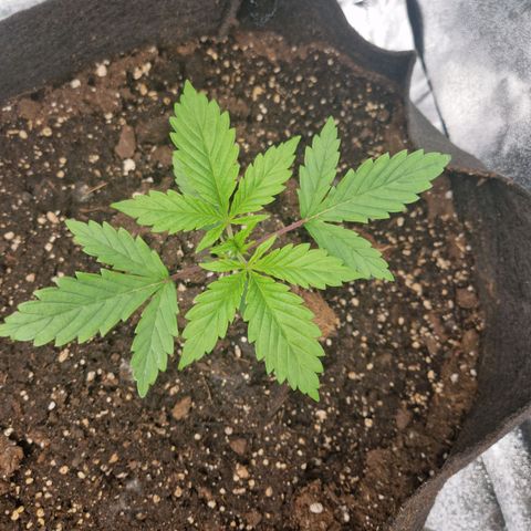 Gmo x strawnana 2 growlog timeline photo