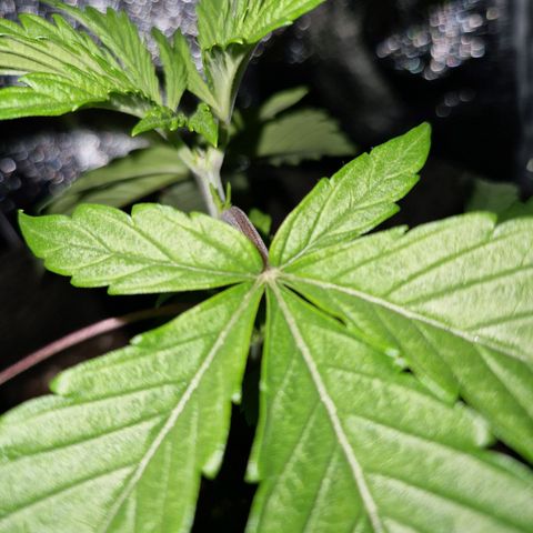 Gmo x strawnana 2 growlog timeline photo