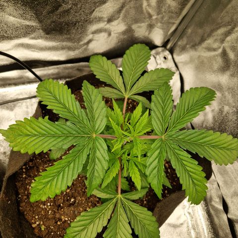 Gmo x strawnana 2 growlog timeline photo