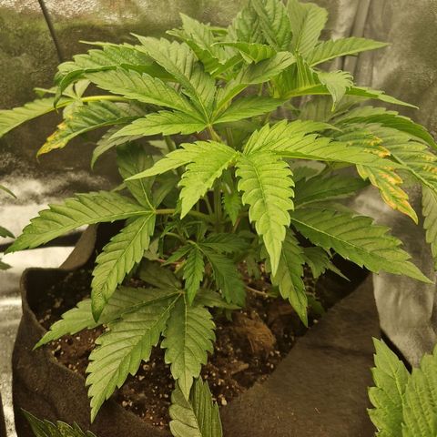 Gmo x strawnana 2 growlog timeline photo