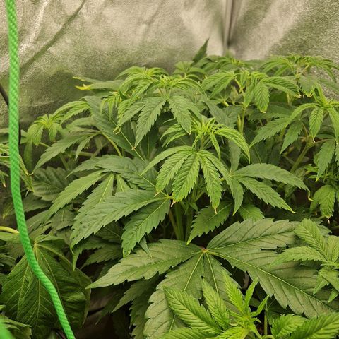 Gmo x strawnana 2 growlog timeline photo