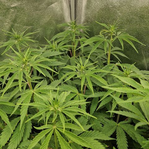 Gmo x strawnana 2 growlog timeline photo