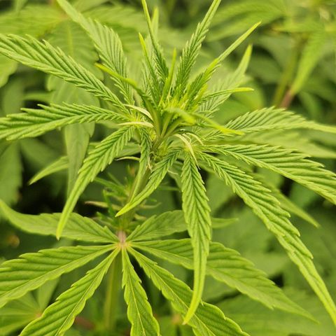 Gmo x strawnana 2 growlog timeline photo