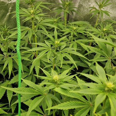 Gmo x strawnana 2 growlog timeline photo