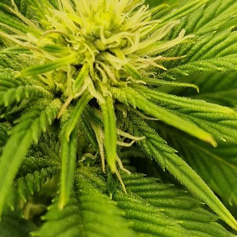 Gmo x strawnana 2 growlog timeline photo