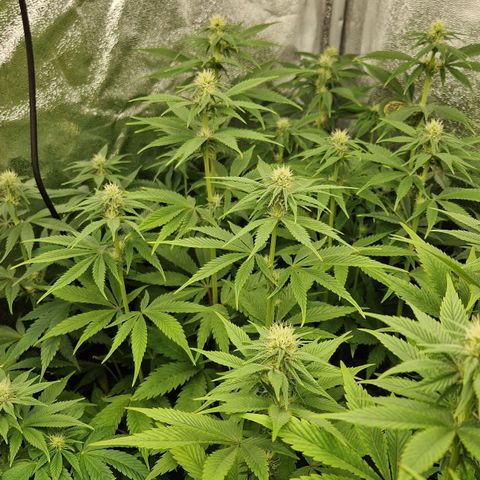 Gmo x strawnana 2 growlog timeline photo