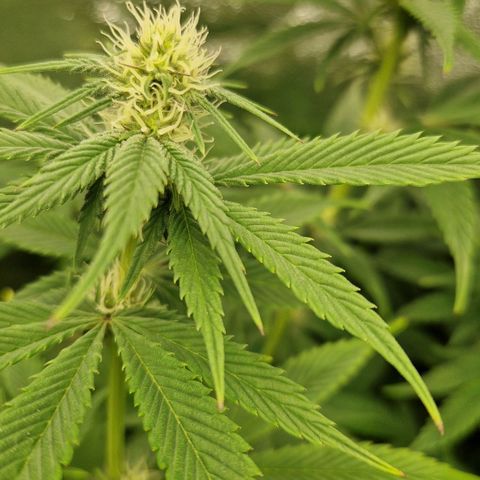 Gmo x strawnana 2 growlog timeline photo