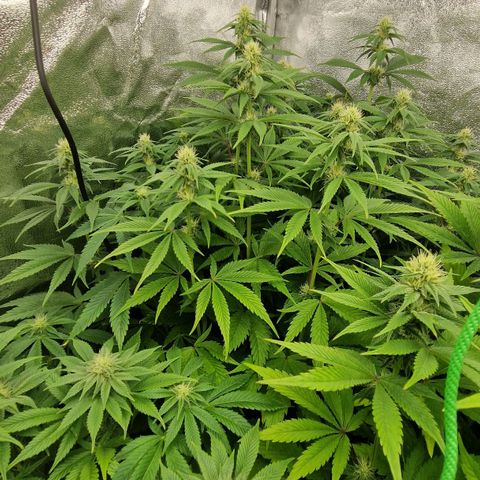 Gmo x strawnana 2 growlog timeline photo
