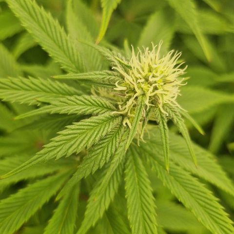 Gmo x strawnana 2 growlog timeline photo