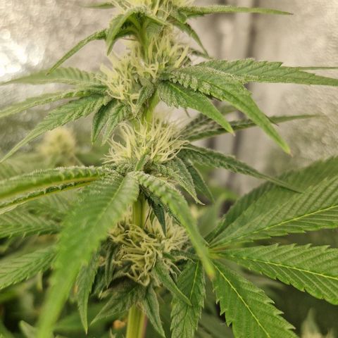 Gmo x strawnana 2 growlog timeline photo