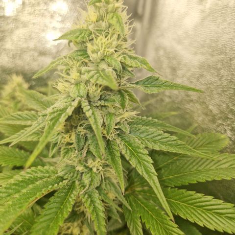 Gmo x strawnana 2 growlog timeline photo